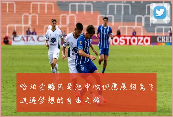 哈珀金鳞岂是池中物但愿展翅高飞追逐梦想的自由之路